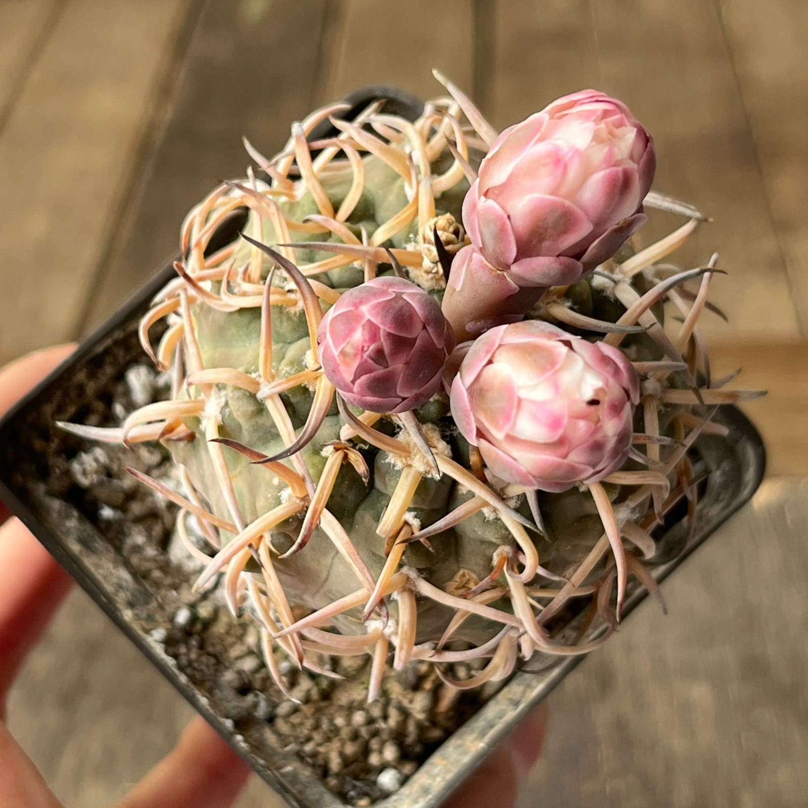 A40-2019 Gymnocalycium riojense v. paucispinum, grafted