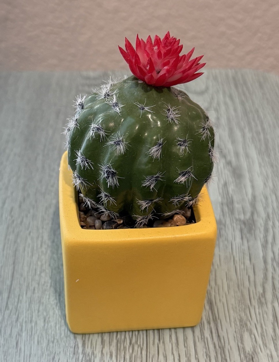 Home Decor – Yellow Potted Catctus with Vibrant Red Bloom and Small Pebbles