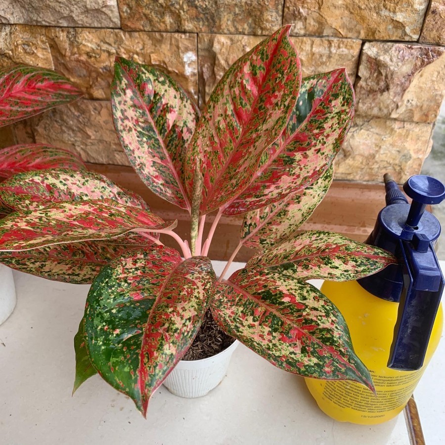 Aglaonema Red Coconut Delight Rare Red Chinese Evergree