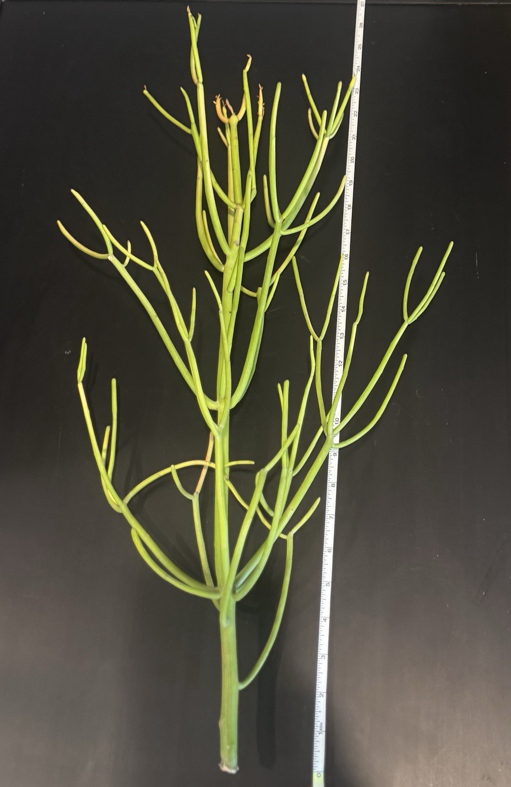 FIRE STICK Plant Euphorbia Tirucalli PENCIL CACTUS Succulent – FRESH CUTTINGS!