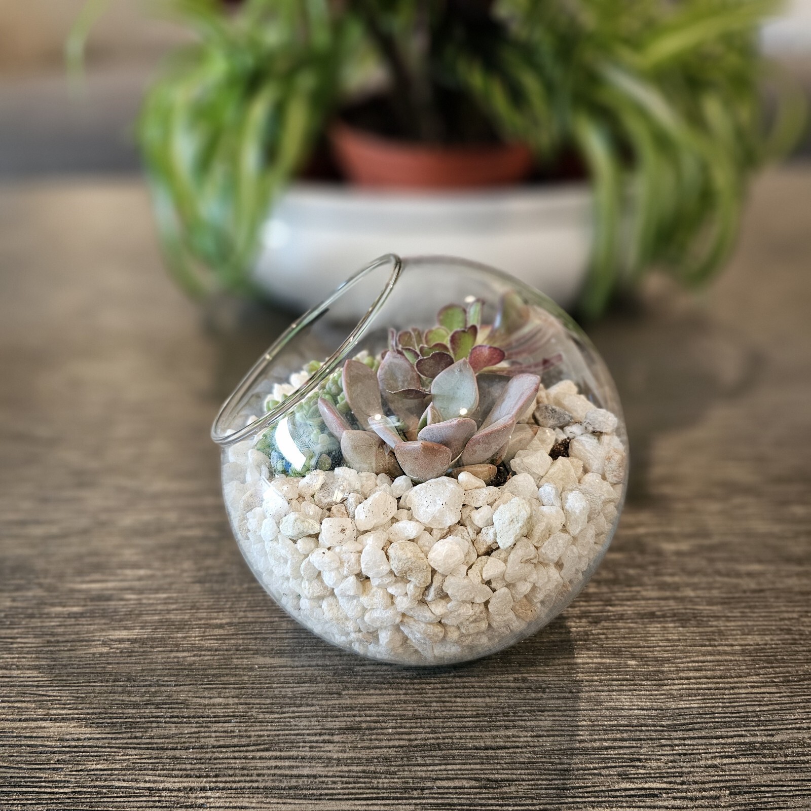 DIY Succulent Arrangement in Glass Bowl with Decorative Pebbles | Perfect Indoor