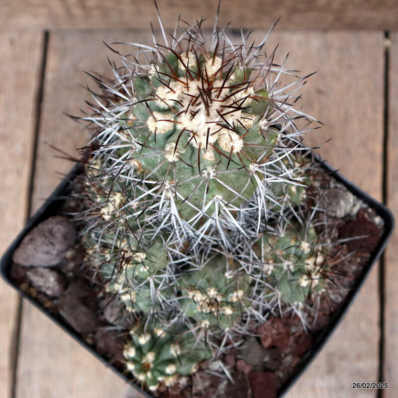 D3352 COPIAPOA STREPTOCAULON pot14-H14-W13 cm MaMa Cactus