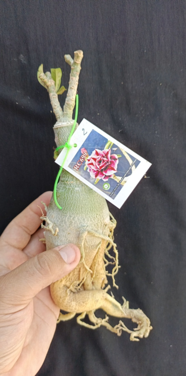 adenium plant