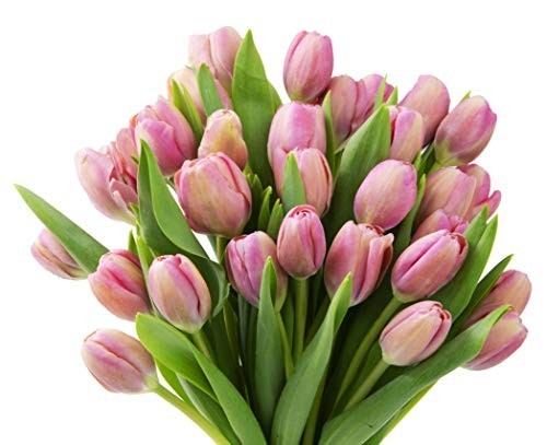 30 Farm-Fresh Pink Tulips – Fresh Flowers for Birthday, Valentine’s & Mother’s D