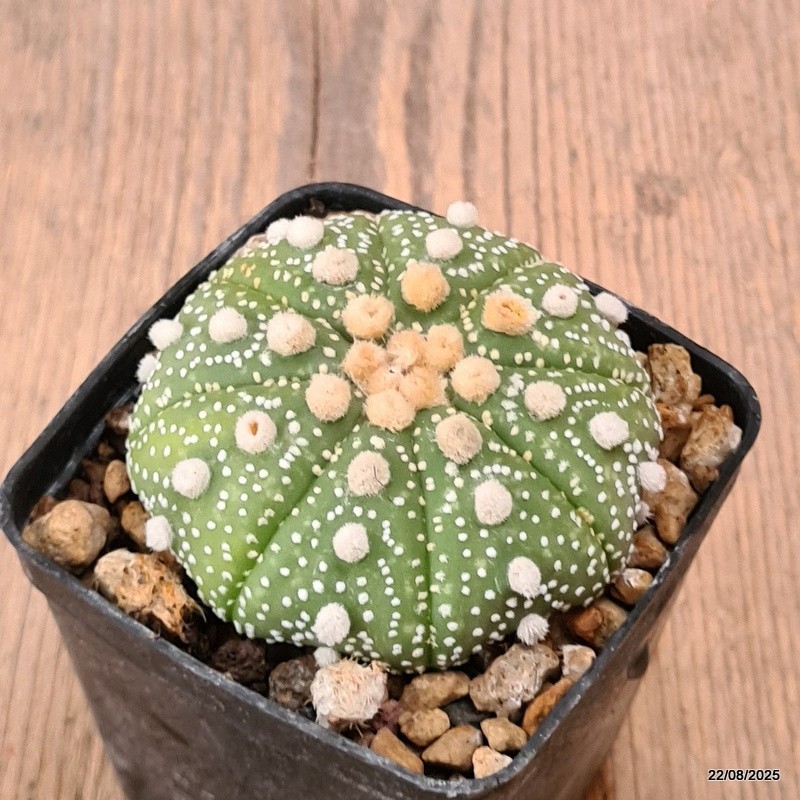 D6154 ASTROPHYTUM SUPERKABUTO pot7-H4-W7 cm MaMa Cactus