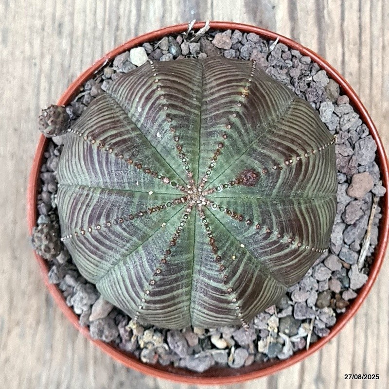 D6209 EUPHORBIA OBESA PROLIFERA pot8-H6-W7 cm MaMa Cactus