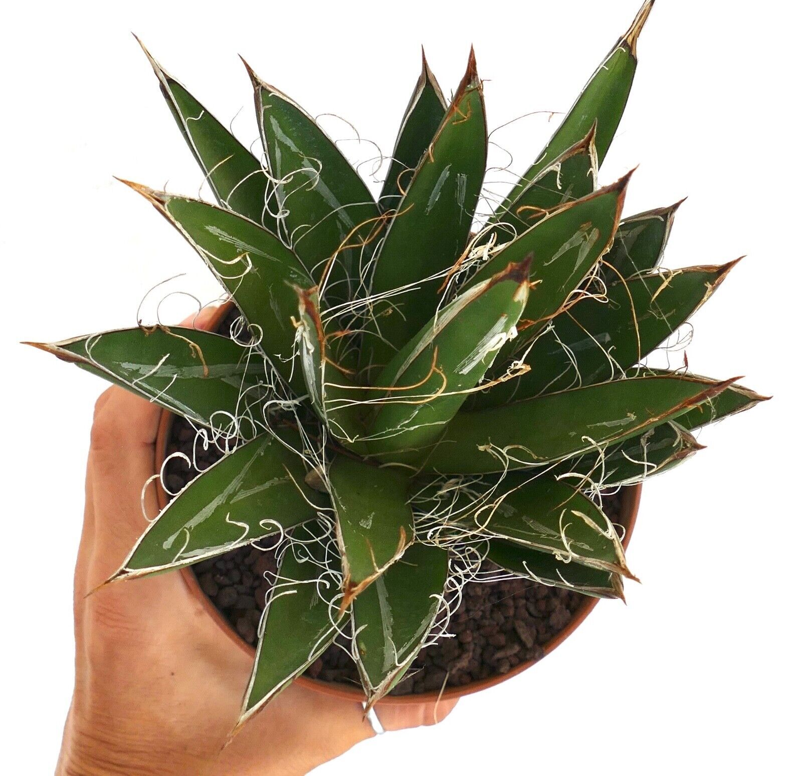 Agave schidigera COMPACT FORM KZ9 – Thread agave | Century plant