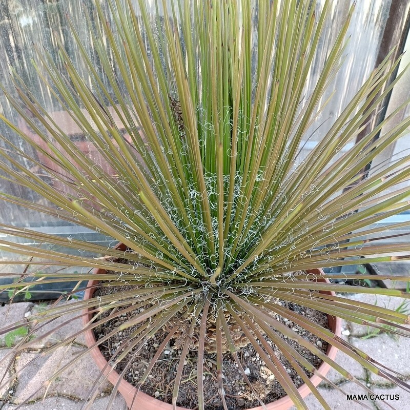 A7898 AGAVE GEMINIFLORA pot 35 cm H 43 cm W 55 cm MaMa Cactus