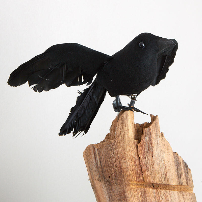 2 Black Feathered Flying 10″ Crow Birds with Attached Silver Clips