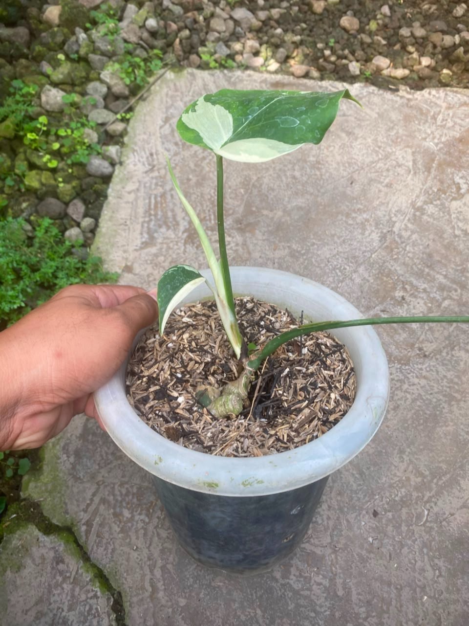 Monstera Jungle Mint , Rare Variegated Monstera, Real Picture, Aroid Houseplant