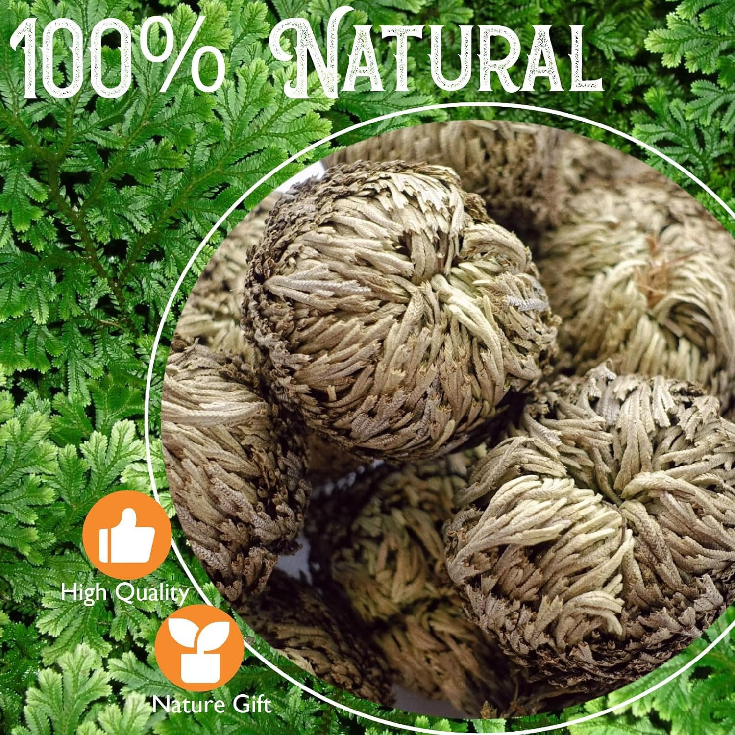 4-Pack Large Premium Dried Rose of Jericho, Selaginella Resurrection Grass, Drie