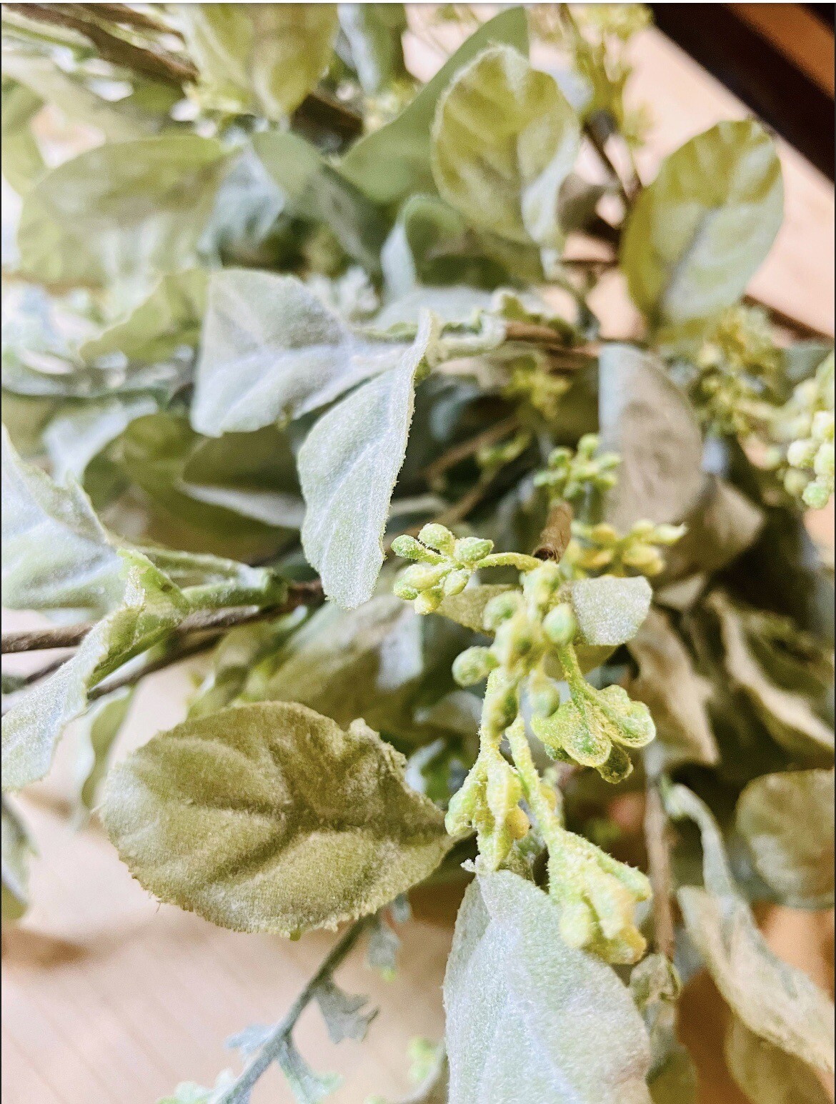 Mixed Lamb’s Ear Pick, 17” 1 Stem