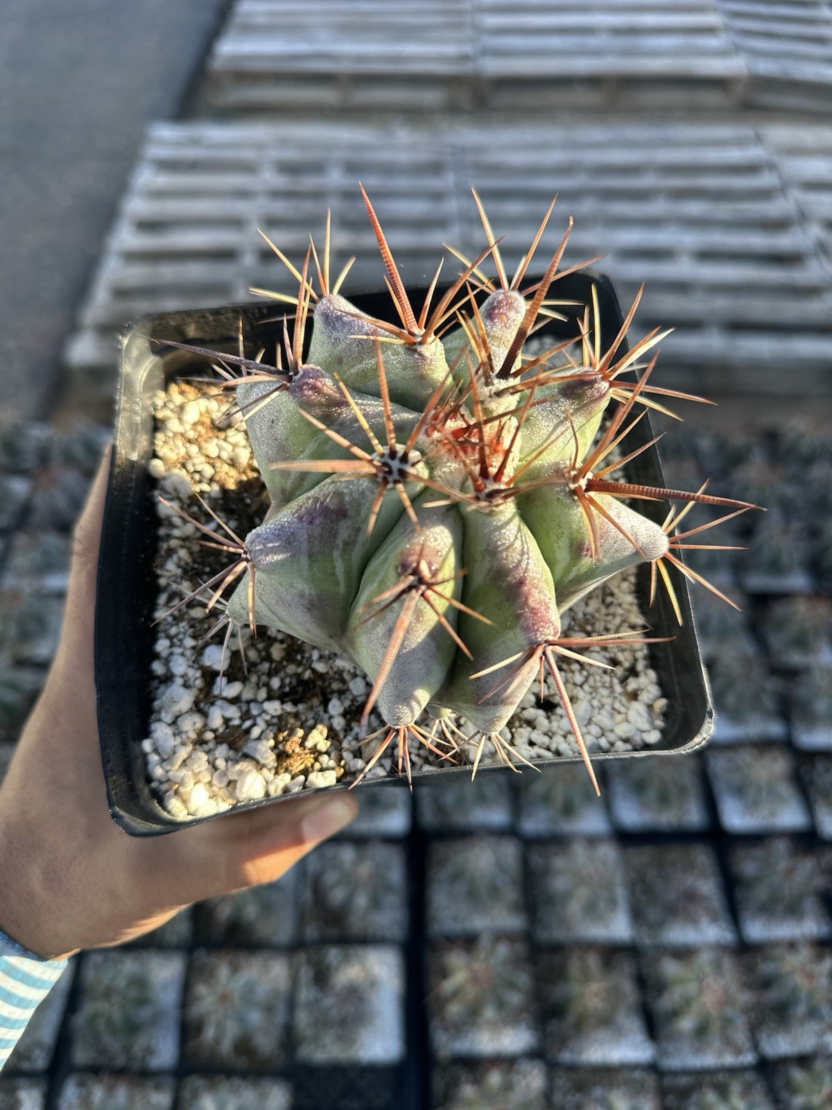 Echinocactus ingens var. grandis 6”