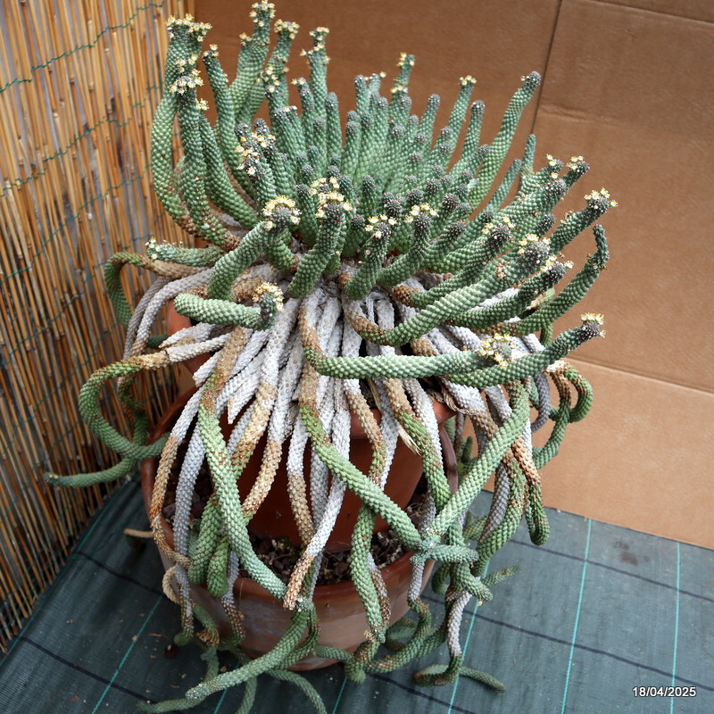 D1722 EUPHORBIA INERMIS VERY OLD BIG CAUDEX pot30-H80-W60 cm MaMa Cactus