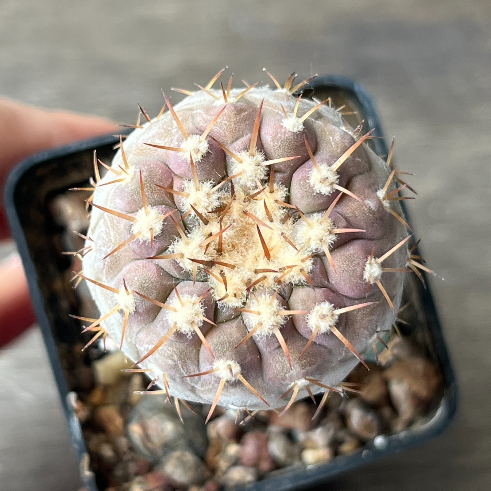 A54-4345 Copiapoa columna-alba, JN1295, NP Pan de Azucar, 57m, grafted