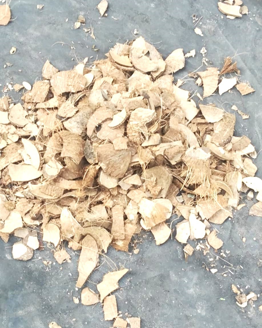 Natural Coconut Shell Chips – Eco Mulch, Craft & Reptile Bedding, Sustainable!