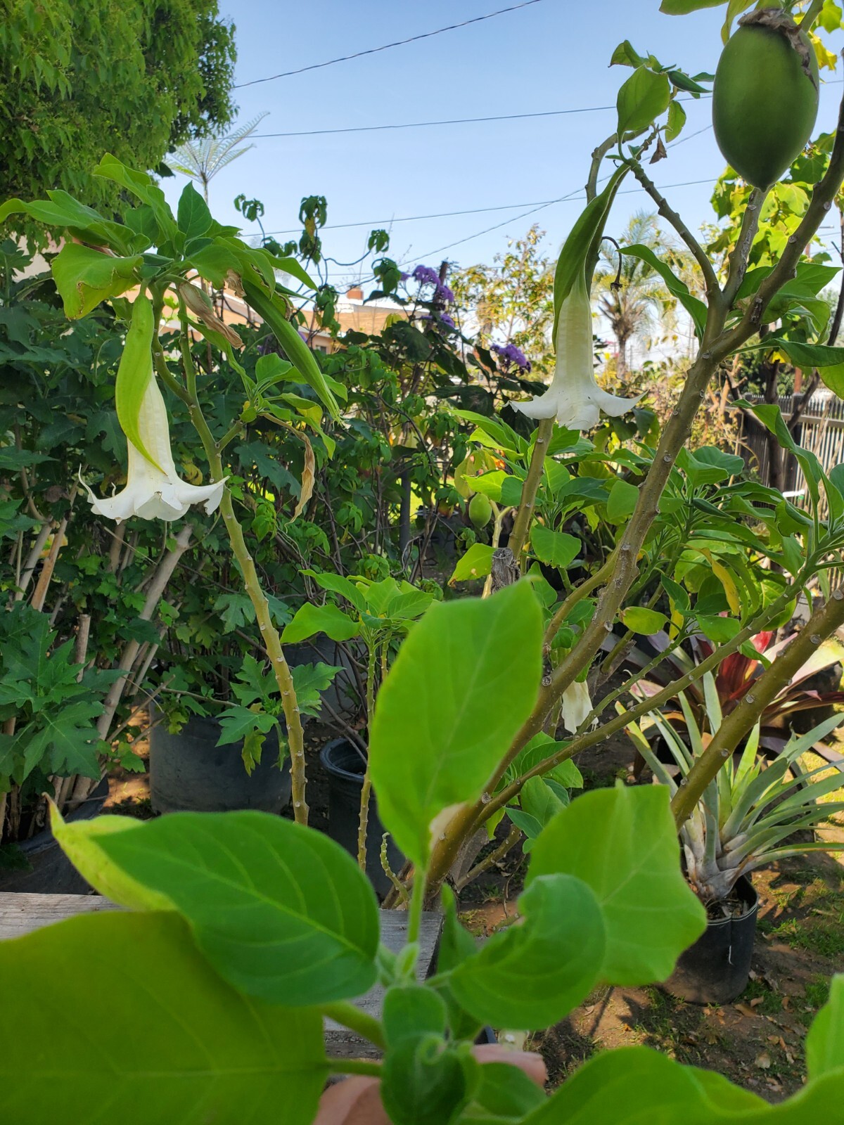 Brugmansia arborea 6ft size plant 15 gallon. LOCAL PICKUP ONLY.