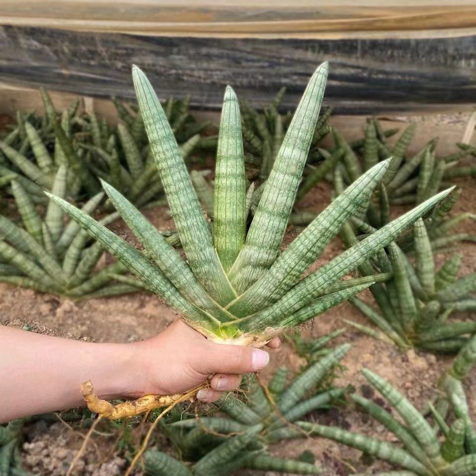 Sansevieria Cylindrica Boncel (Starfish Sansevieria) Snake Plant Mini Sta US