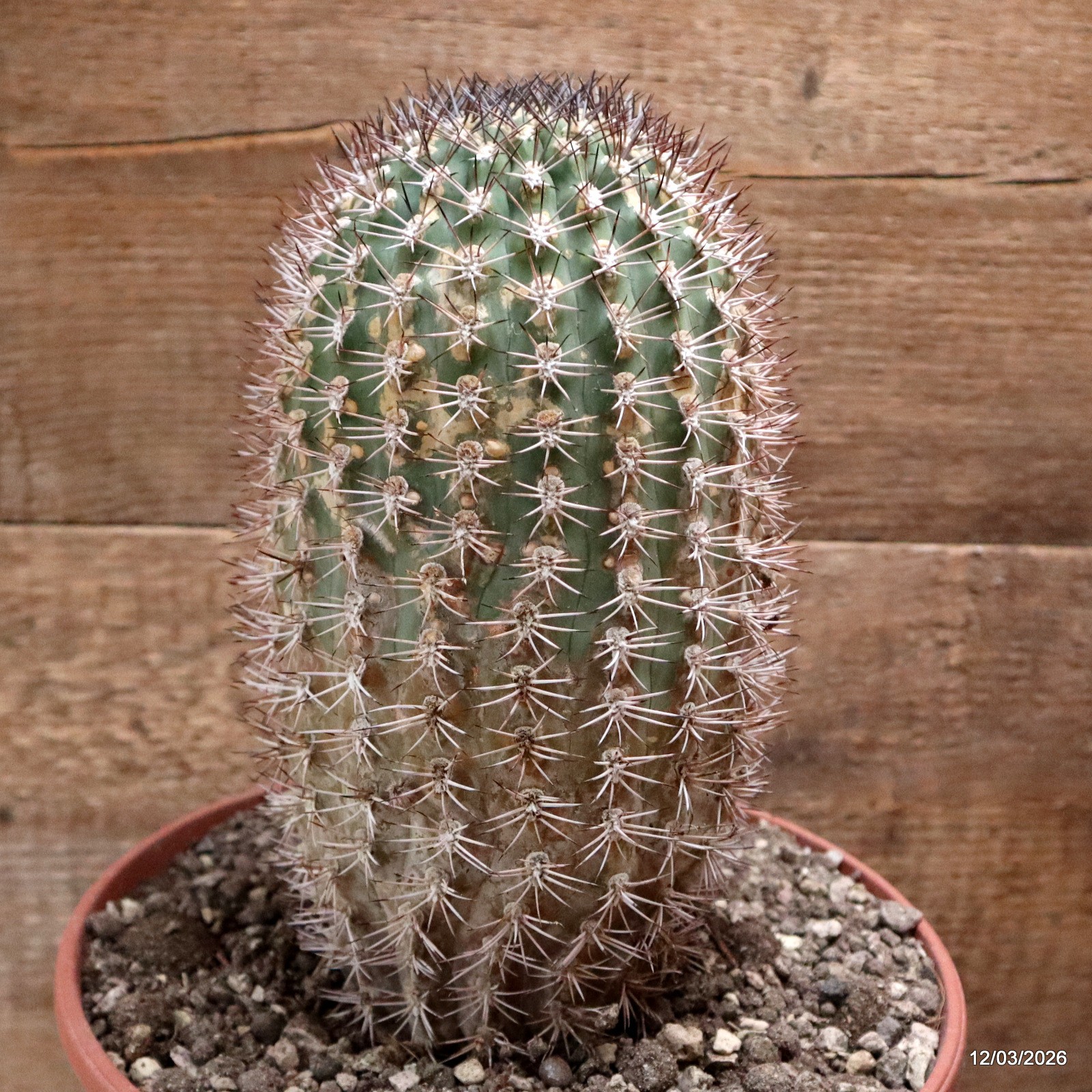 D7978 ACANTHOCALYCIUM THIONANTHUM pot22-H23-W11,5 cm MaMa Cactus