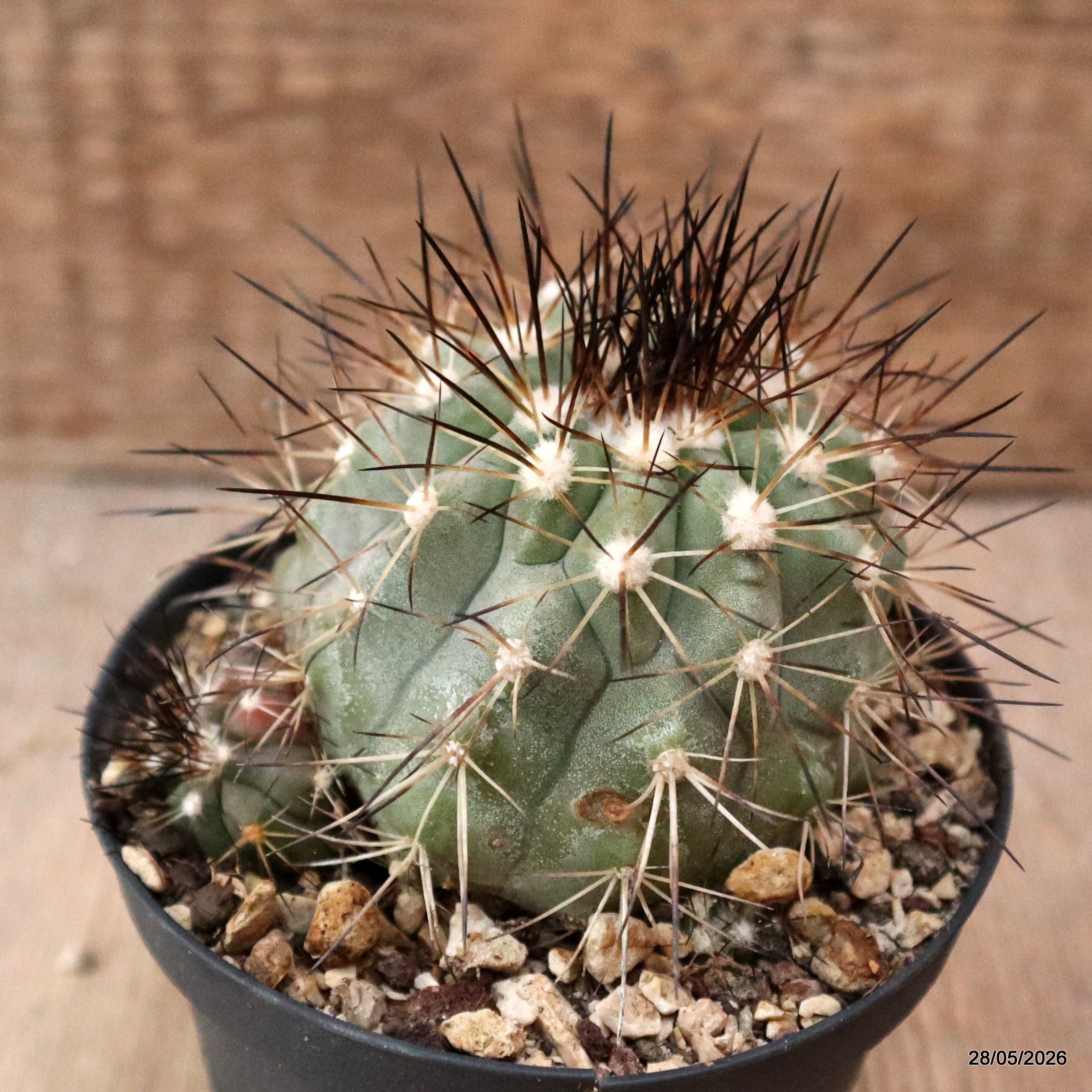 D7754 COPIAPOA KRAINZIANA pot10-H6,5-W8,5 cm MaMa Cactus