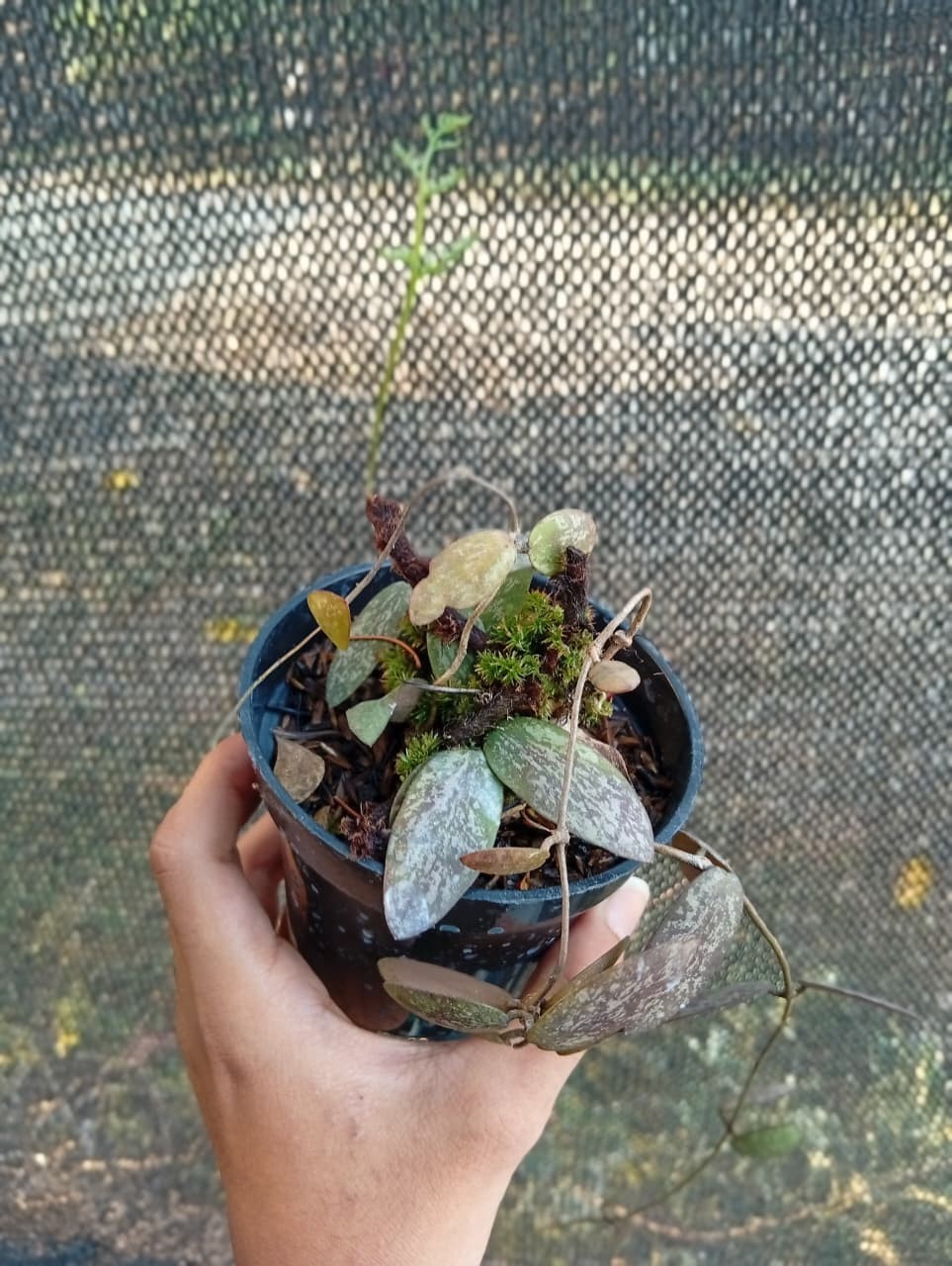Real Picture Hoya Sigillatis Red Splash Rare Plant