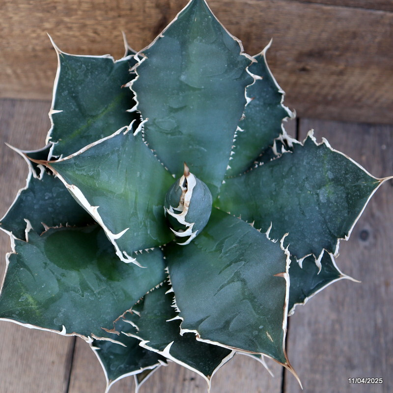 D3112 AGAVE TITANOTA COMPACT FORM pot18-H22-W265 cm MaMa Cactus