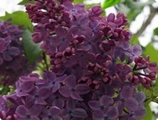 (10) LILAC SEEDS perennial flower rare exotic garden bed plant USA SELLER TRACK