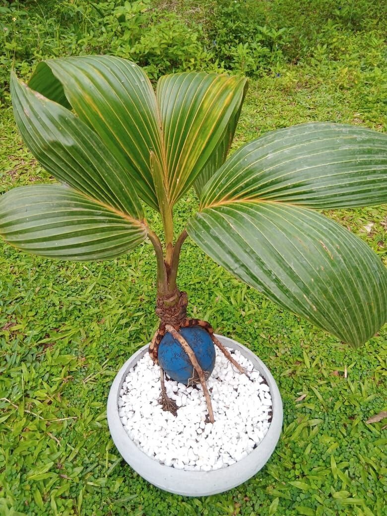 BONSAI Coconut plant. Real coconut palm, starter for Bonsai project.ceylone