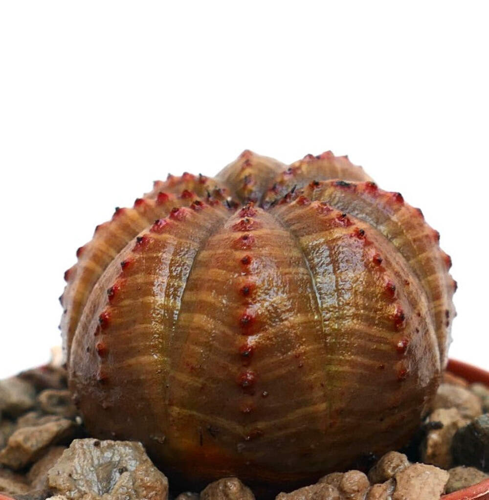 Euphorbia obesa SELECTED 86W – Baseball plant | Ball euphorbia
