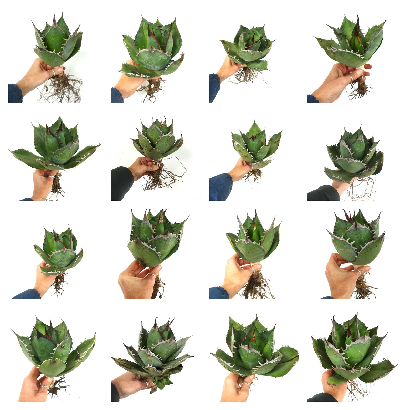 Agave titanota cv CAPRIOLI (Sicily, ITALY) –