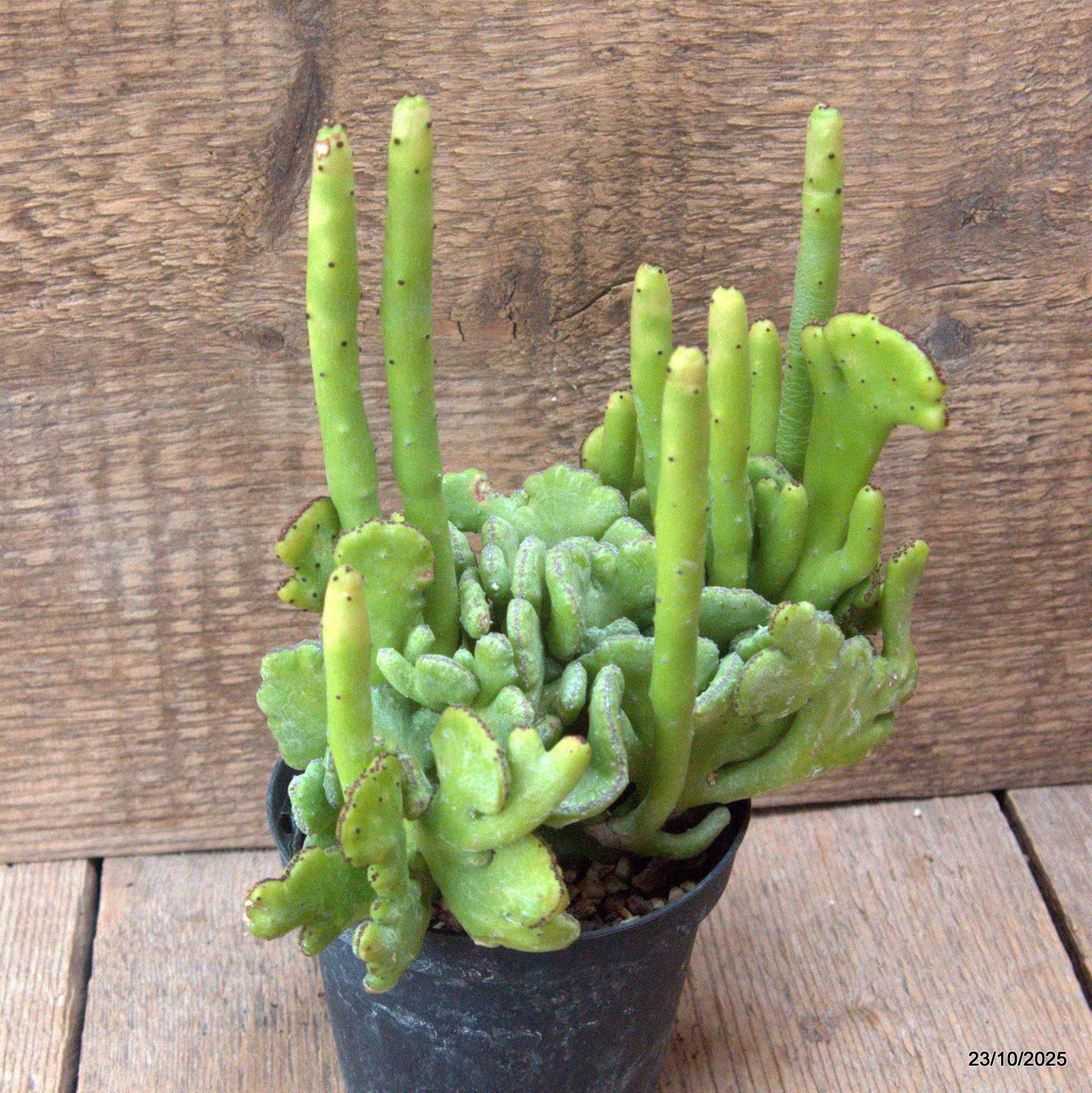 D7127 EUPHORBIA LEUCODENDRON CRESTED pot10-H18-W20 cm MaMa Cactus