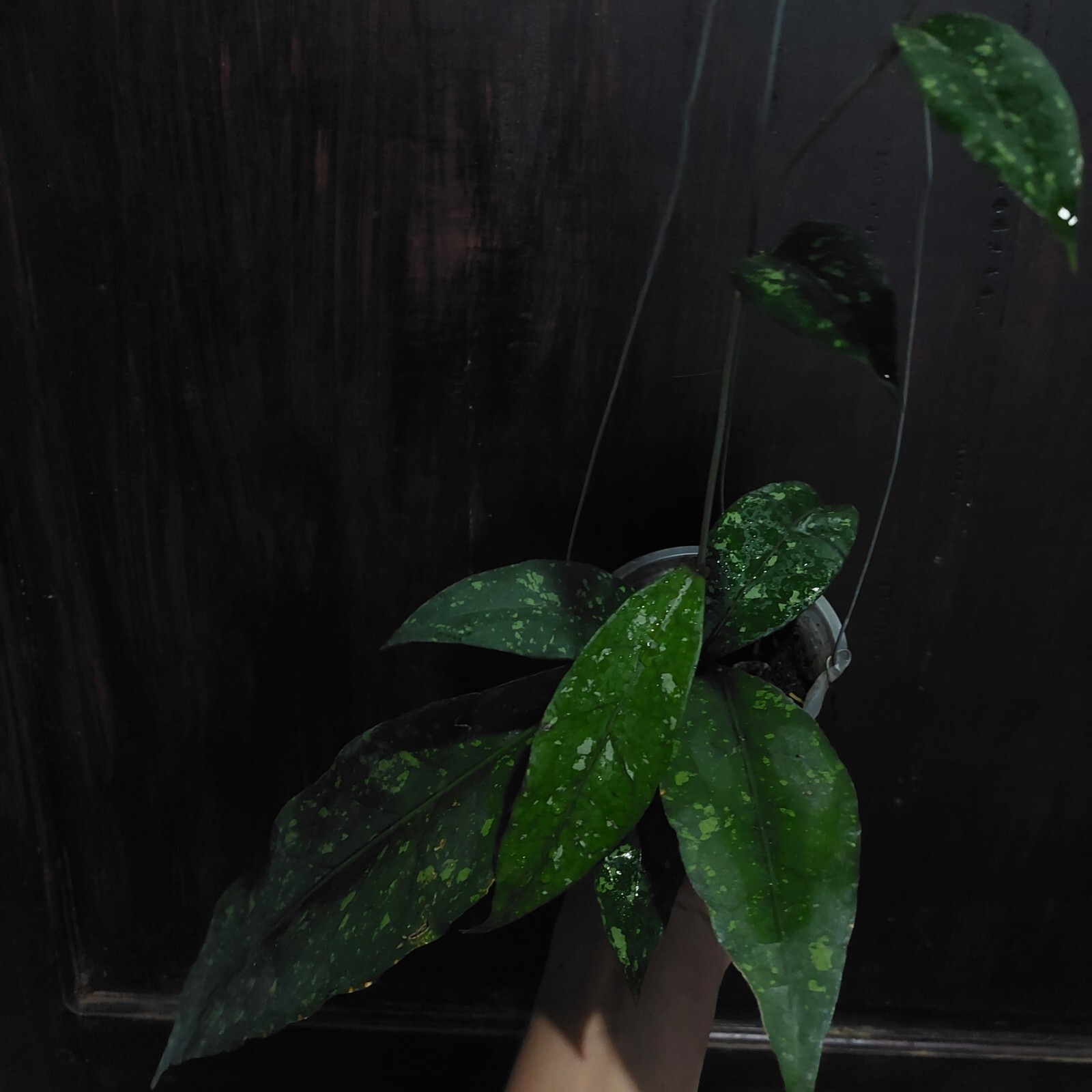 Hoya Sp Aceh Splash Real Pickture. Free phytosanitary Ship By DHL Express.