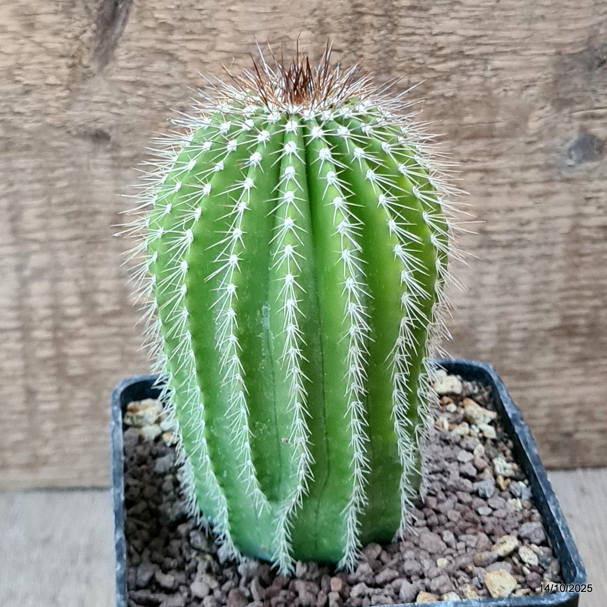 D6984 NEOBUXBAUMIA POLYLOPHA pot10-H13-W7 cm MaMa Cactus