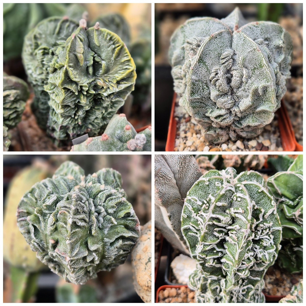 Astrophytum myriostigma ‘Fukuryu’ 10seeds 2025 year