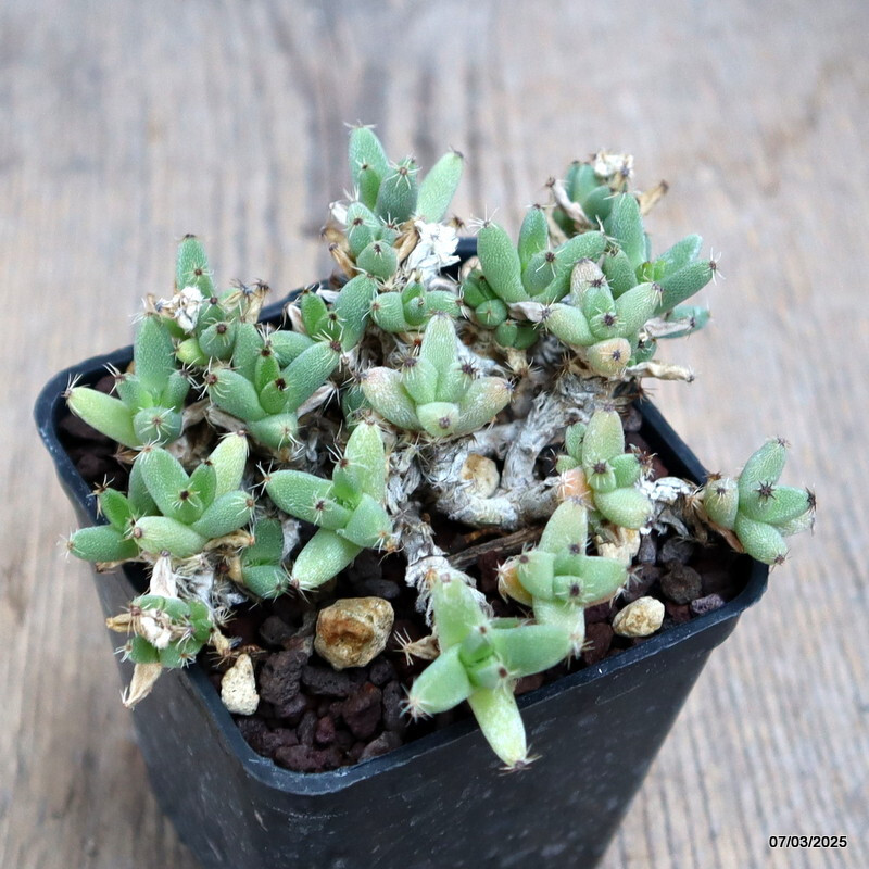 D933 TRICHODIADEMA MARLOTHII pot 7 cm H 4 cm W 9,5 cm MaMa Cactus