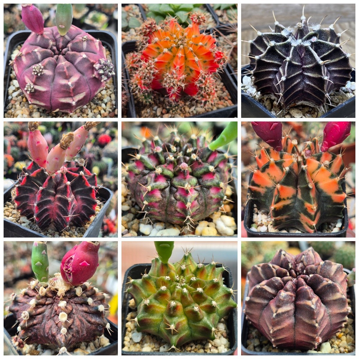 Gymnocalycium mihanovichii hybrid mix 1000seeds harvest 2025