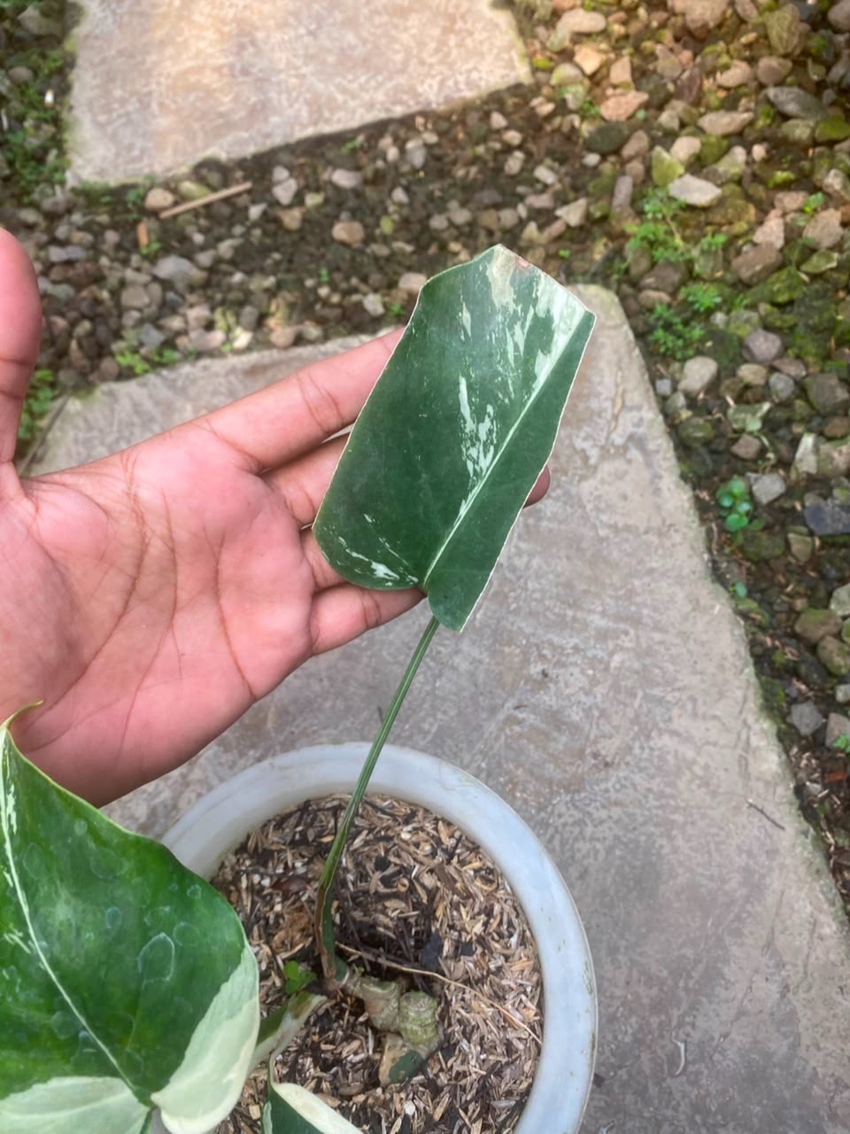Monstera Jungle Mint , Rare Variegated Monstera, Real Picture, Aroid Houseplant