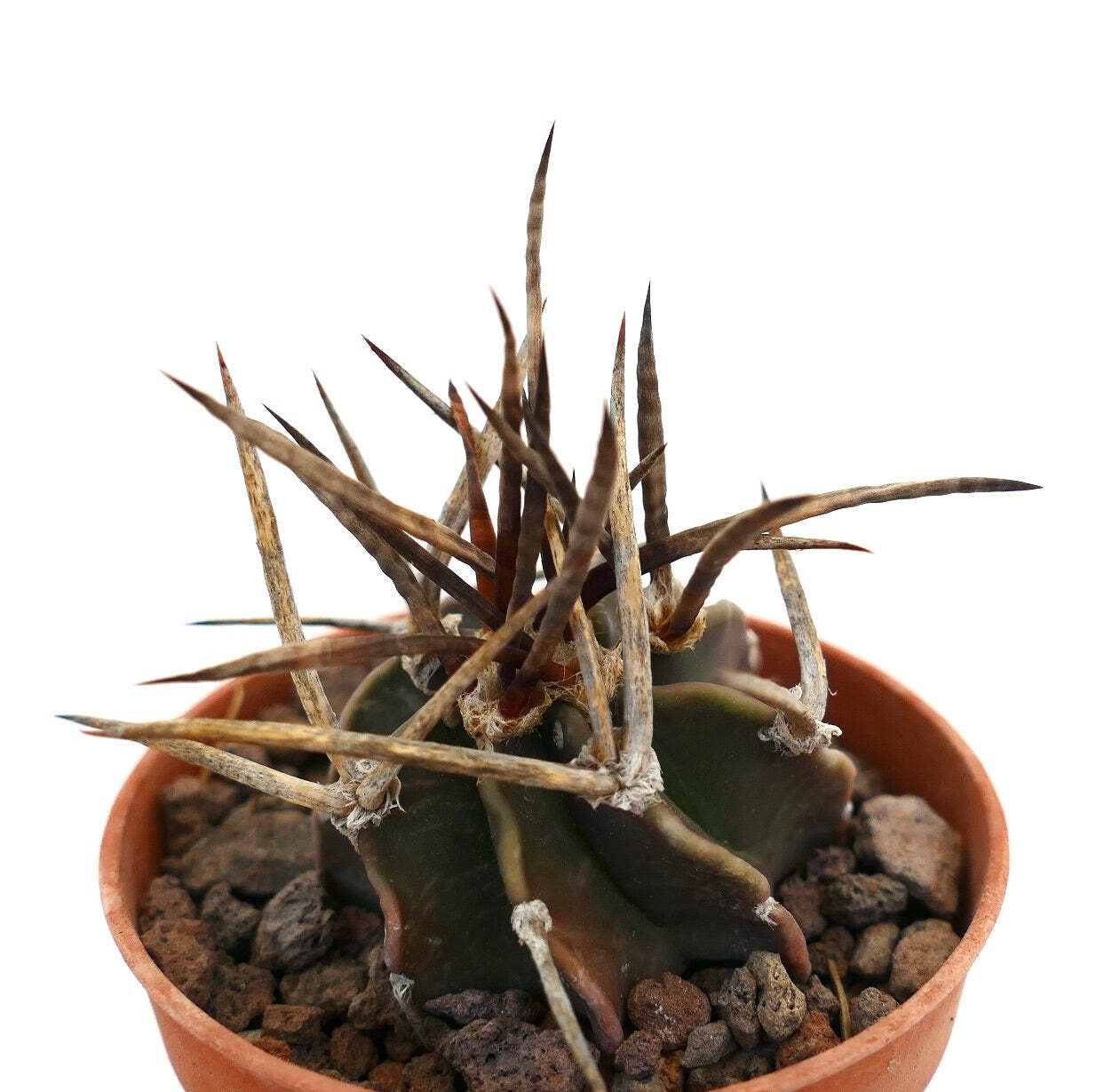 Astrophytum capricorne cv BUFFALO SELECTED – Goat’s horn cactus | Star cactus