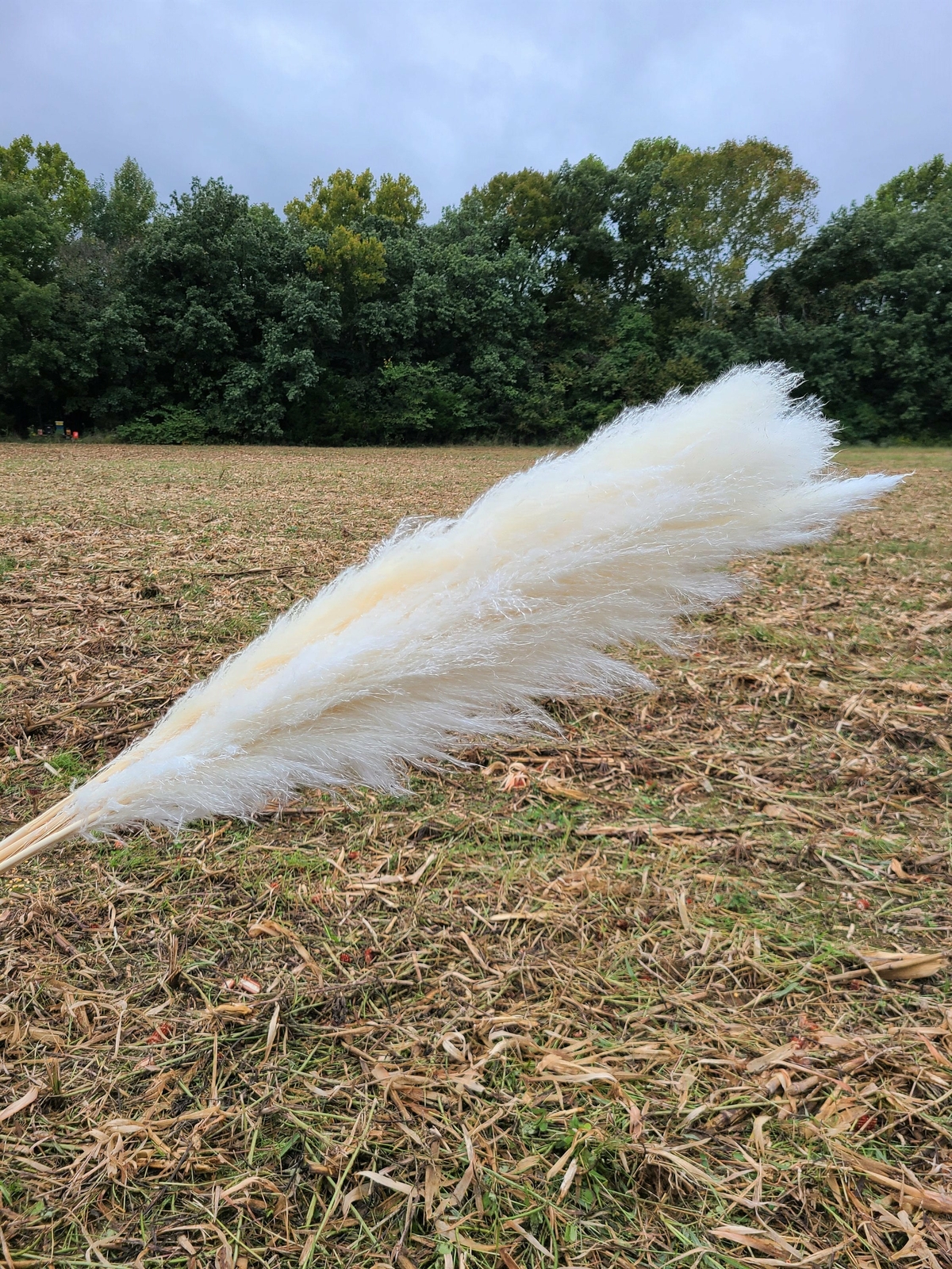Extra Large Fluffy White Ivory Pampas Grass Jumbo