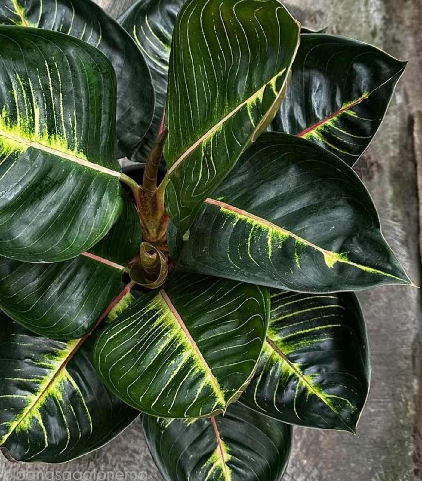 Real Piccture Aglaonema Black Moonlight Gerhana Beautiful Rare Plant