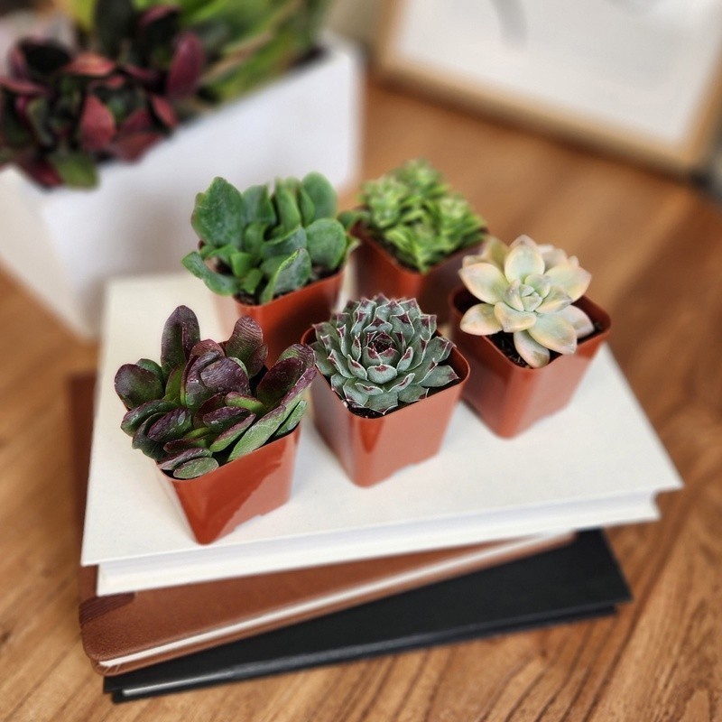 Multicolor Succulent Pack of 6 Live Indoor Plants Easy Care Home Decor New