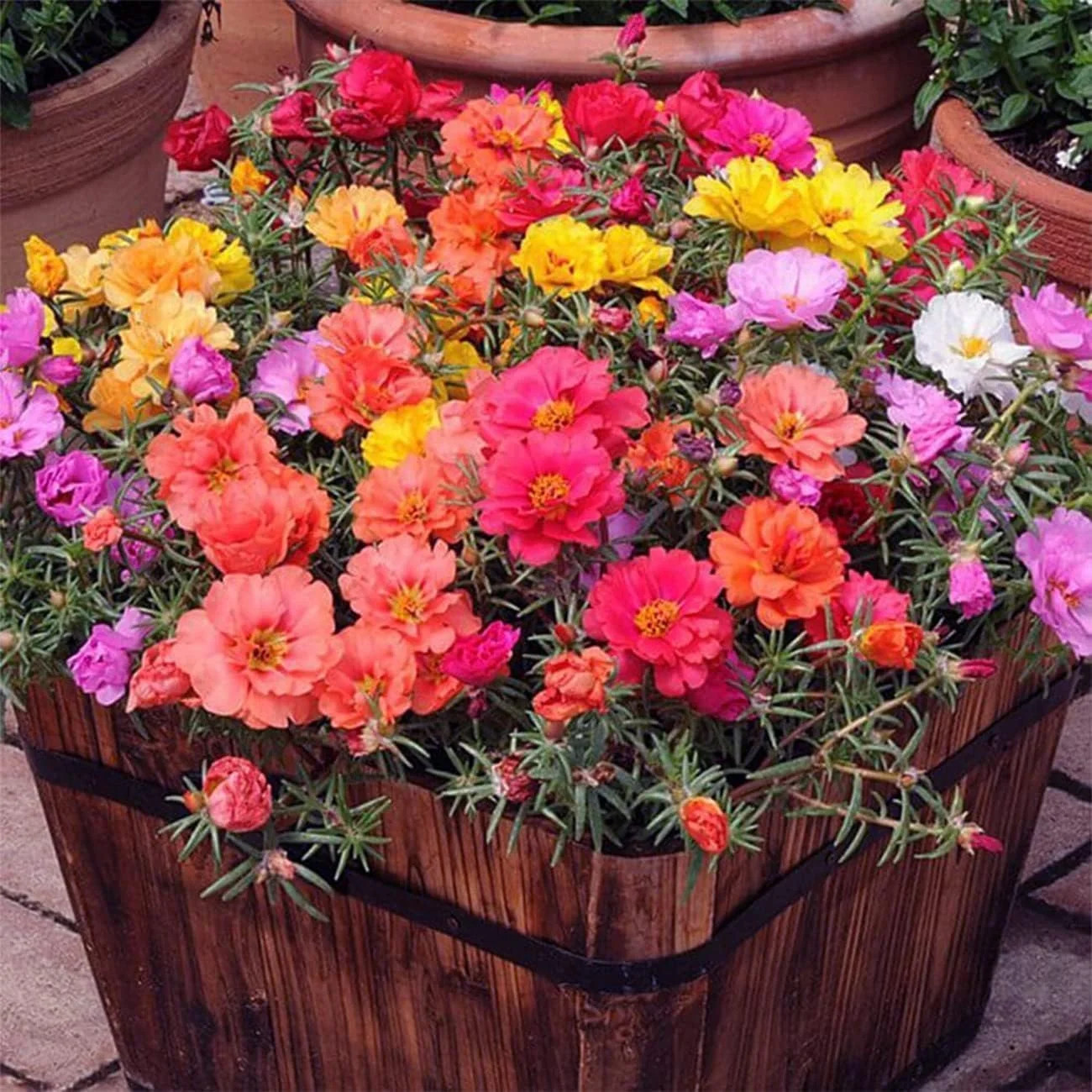 10000 Mixed Moss Rose Seeds – HOA Mười Giờ – AKA. Portulaca Grandiflora Mix, Mos