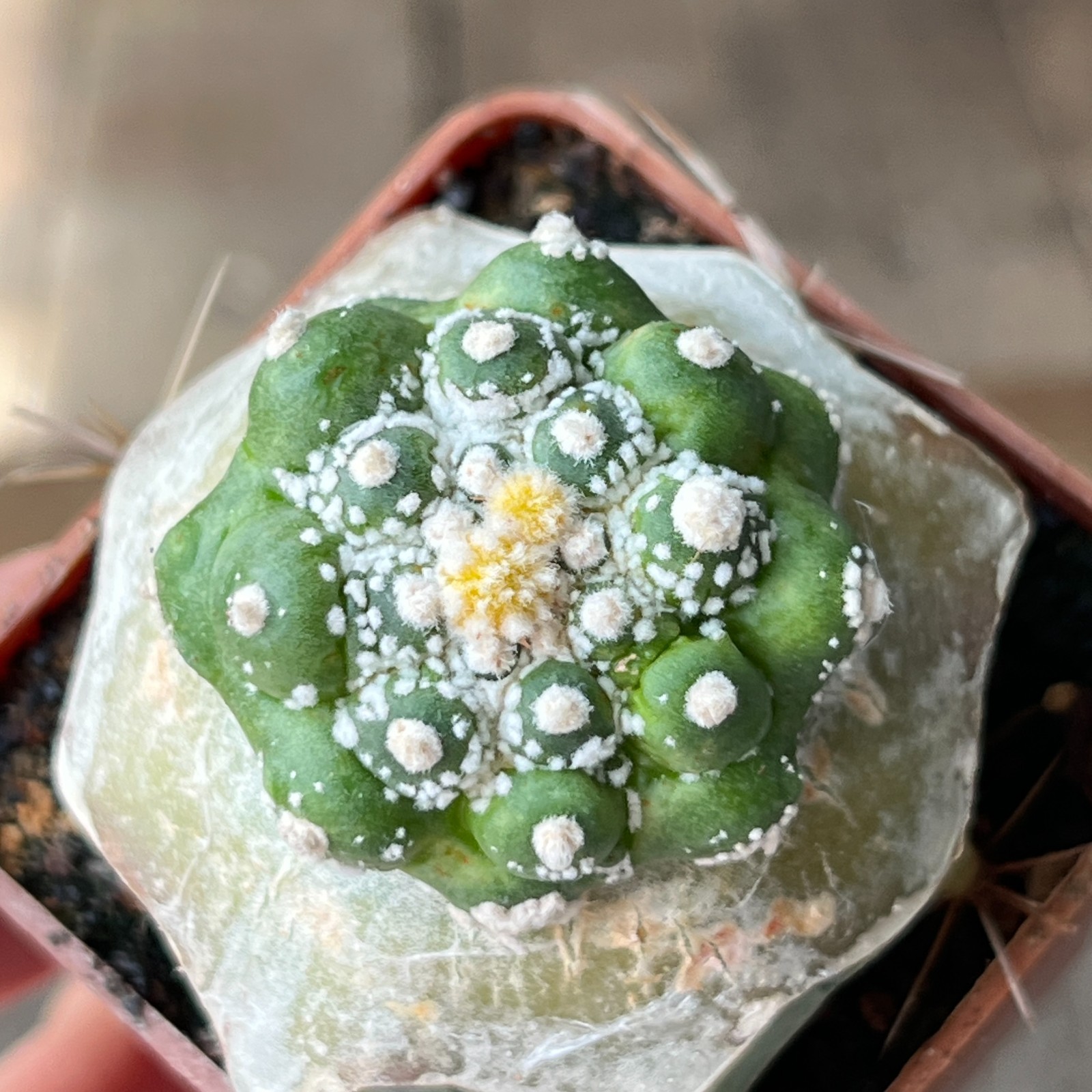 A30-4252 Astrophytum Super Kabuto, grafted