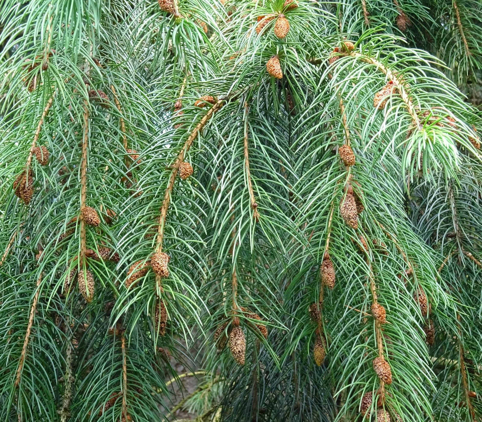 Picea smithiana – Himalayan spruce