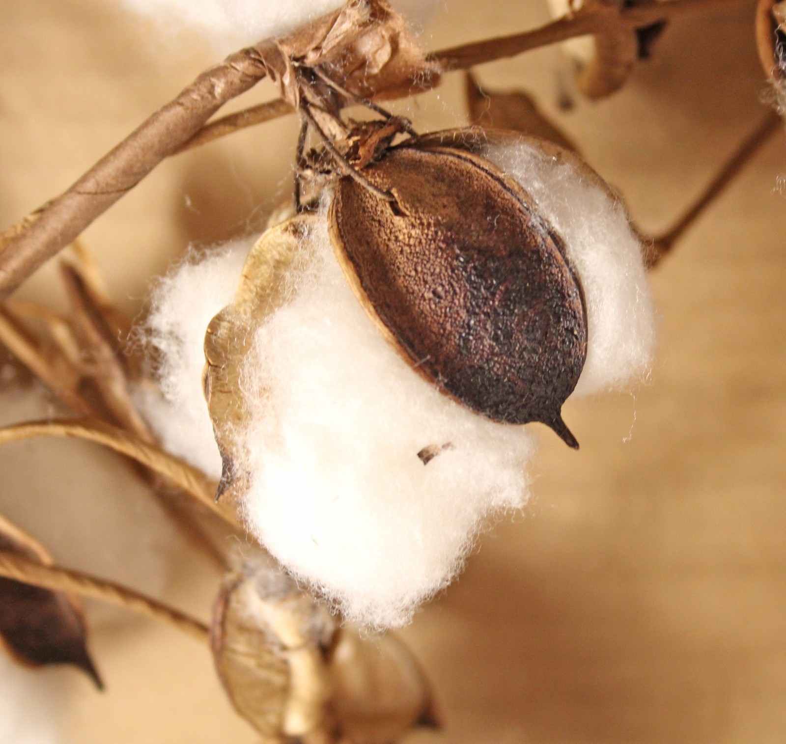 Dried Cotton Ball Boll Foliage Bendable Southern Garland Swag Decor 70 In.