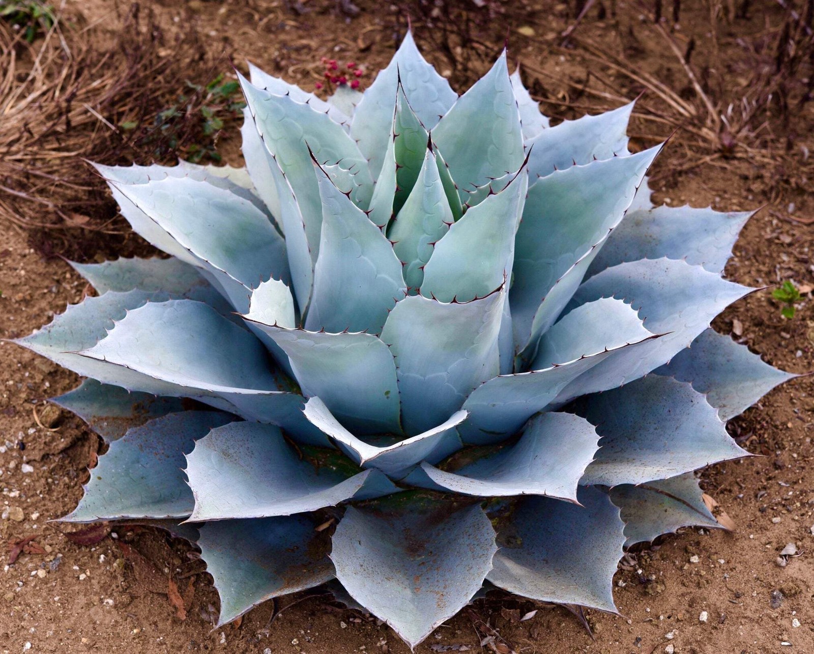 Agave ovatifolia 15-20cm | Whale’s tongue agave | Mountain agave – Whale’s tongu