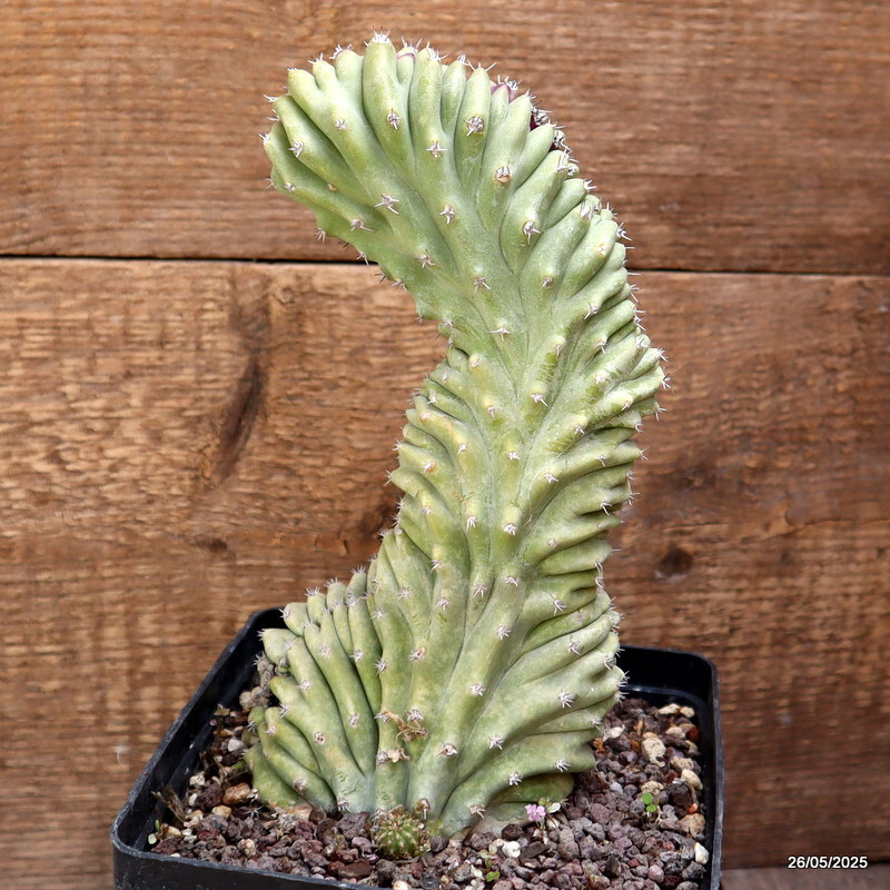 D4380 LOPHOCEREUS SCHOTTII CRESTED pot14-H22-W11 cm MaMa Cactus