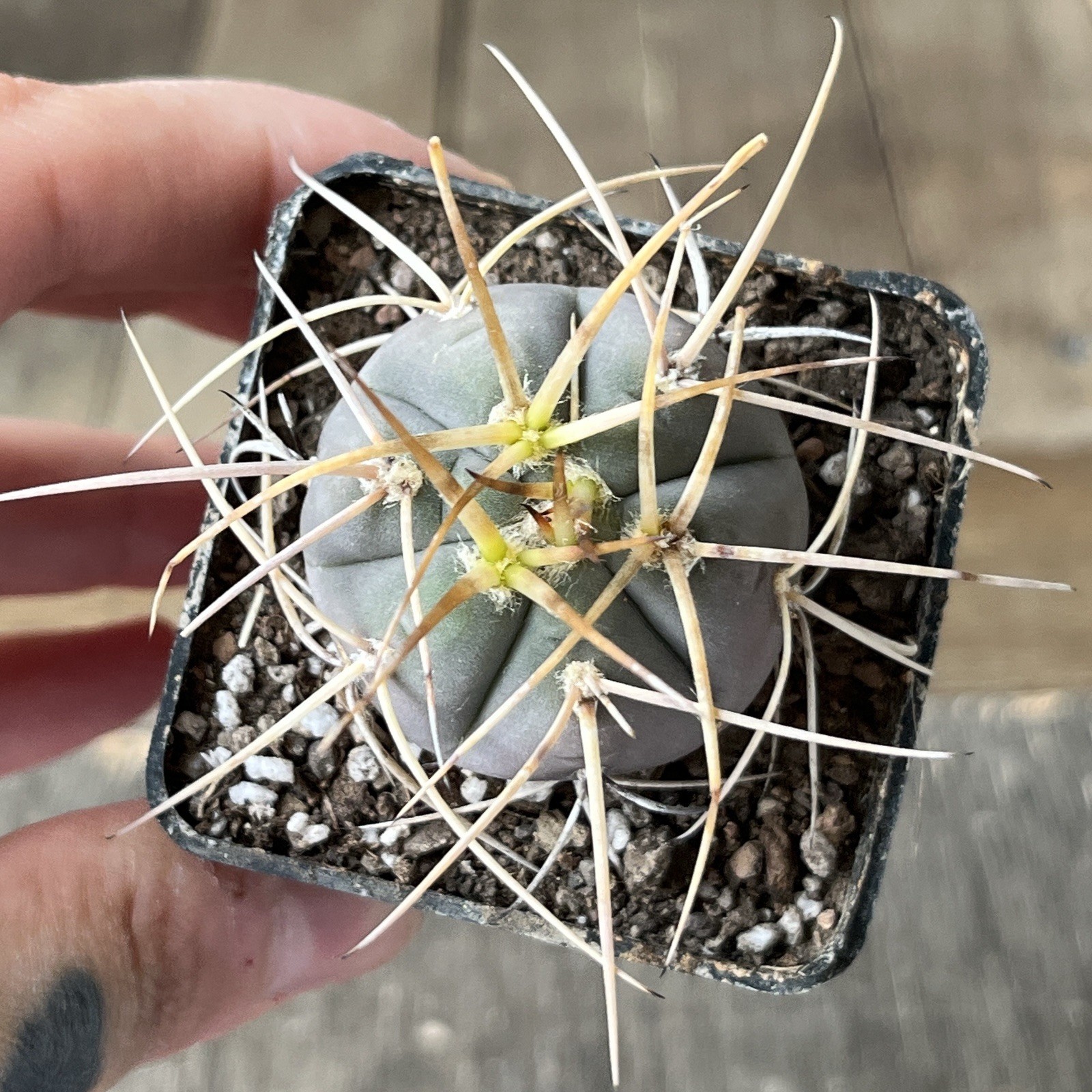 A12-298.G.cardenasianum, own root