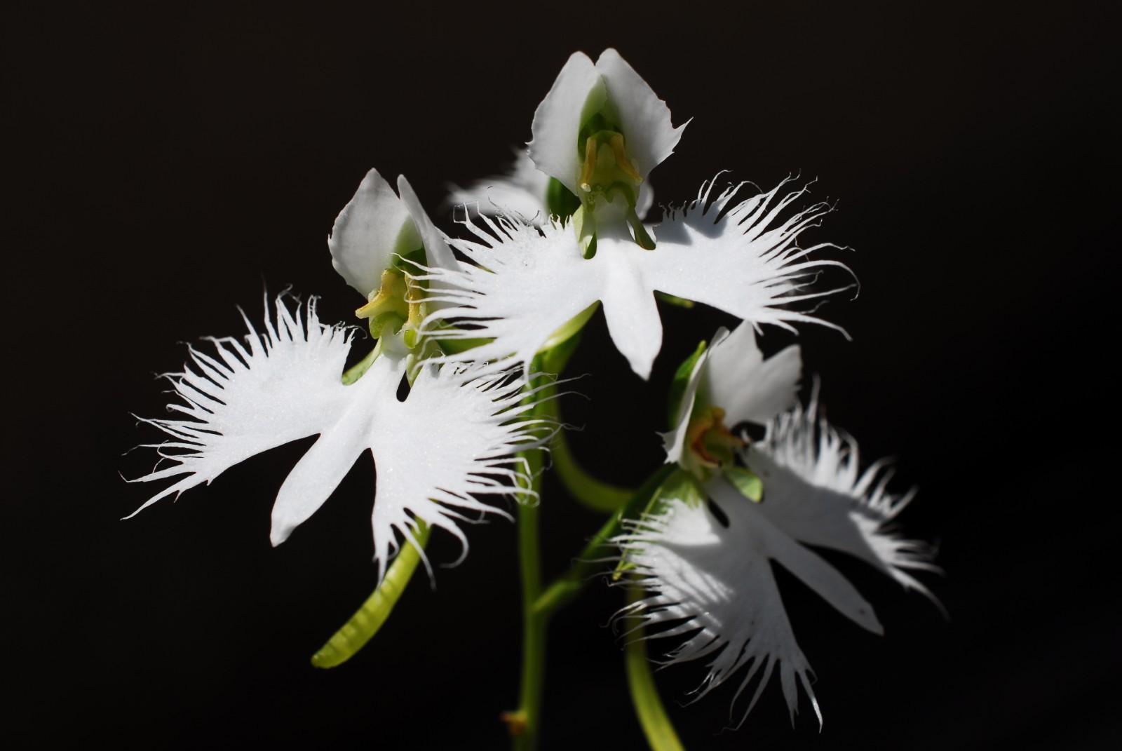 WHITE EGRET ORCHID FLOWER Habenaria Radiata Viable Seeds Plant Garden