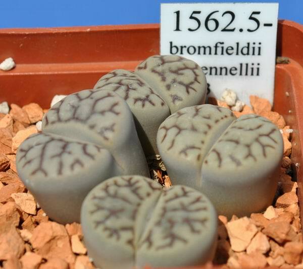 MIX LITHOPS SEEDS 100 PCS 2020 harvest /approximately 20 species/